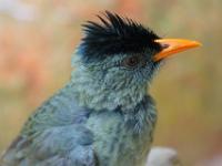 Seychellen Bulbul im Vallée de Mai - Praslin